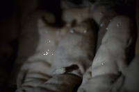 24_dsc00128.gif