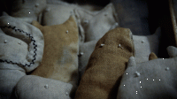 24_dsc02302.gif