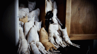 24_dsc02341.gif