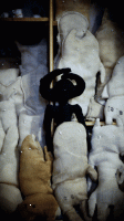 24_dsc02346.gif